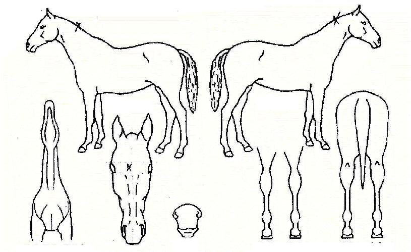 �ݰ������� ����,���,�޸�,�λ�,�ٸ��� Ư¡����