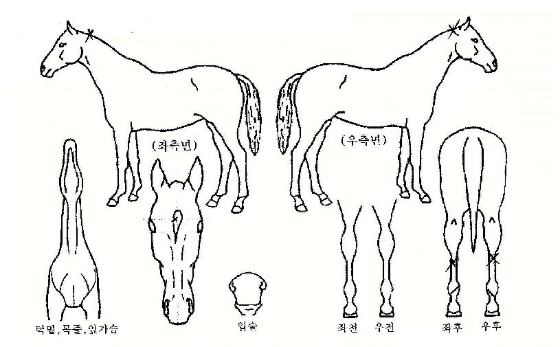 õ�������� ����,���,�޸�,�λ�,�ٸ��� Ư¡����