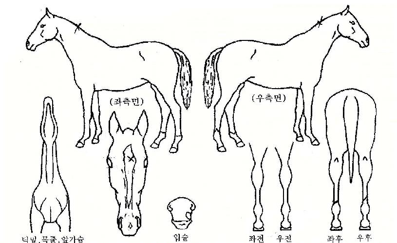 ���̽��� ����,���,�޸�,�λ�,�ٸ��� Ư¡����