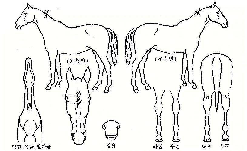 �����Ƽ�� ����,���,�޸�,�λ�,�ٸ��� Ư¡����