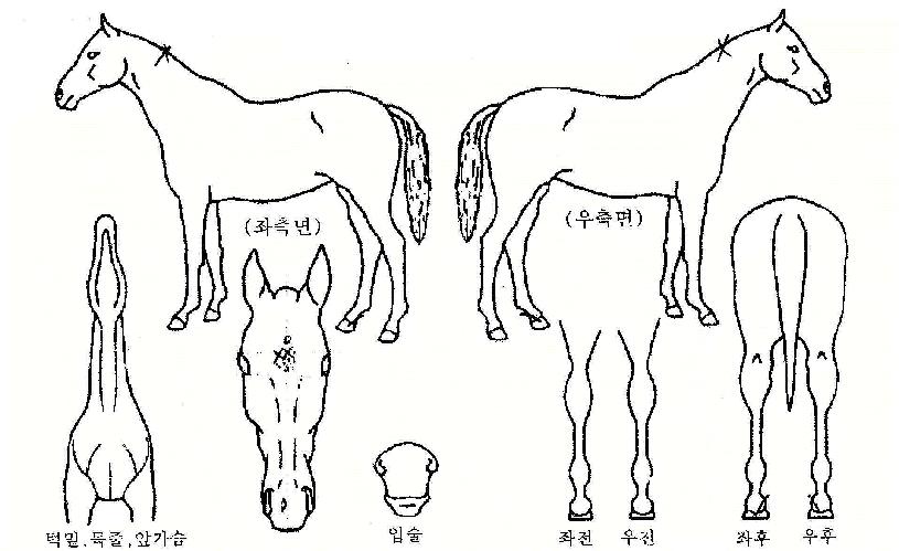 ¿¡À̽º¿¡¹öÀÇ Ãø¸é,¿ì¸é,µÞ¸é,µÎ»ó,´Ù¸®ÀÇ Æ¯Â¡µµÇØ