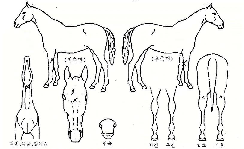 Ư±ÞÁø°ÝÀÇ Ãø¸é,¿ì¸é,µÞ¸é,µÎ»ó,´Ù¸®ÀÇ Æ¯Â¡µµÇØ