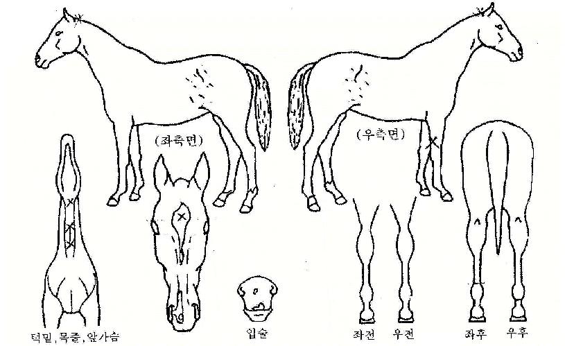 ���屺�� ����,���,�޸�,�λ�,�ٸ��� Ư¡����