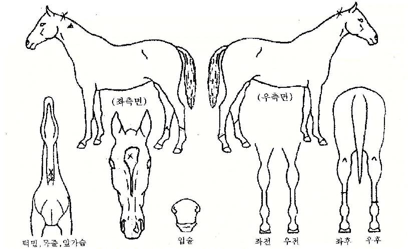 ÇØÇÇ·±ÀÇ Ãø¸é,¿ì¸é,µÞ¸é,µÎ»ó,´Ù¸®ÀÇ Æ¯Â¡µµÇØ