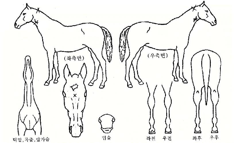 ���������� ����,���,�޸�,�λ�,�ٸ��� Ư¡����