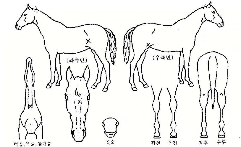 ���츮�� ����,���,�޸�,�λ�,�ٸ��� Ư¡����