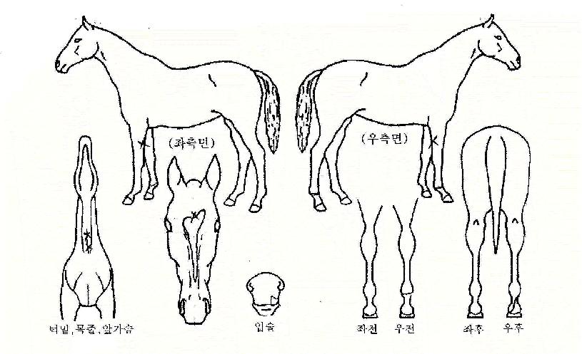 �Ź̼��� ����,���,�޸�,�λ�,�ٸ��� Ư¡����