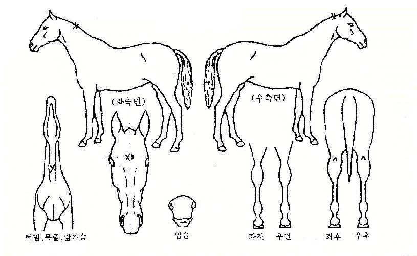 ¼Û°îÀÇ Ãø¸é,¿ì¸é,µÞ¸é,µÎ»ó,´Ù¸®ÀÇ Æ¯Â¡µµÇØ