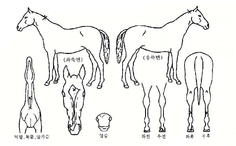�긮�����帲���ڸ��� ����,���,�޸�,�λ�,�ٸ��� Ư¡����
