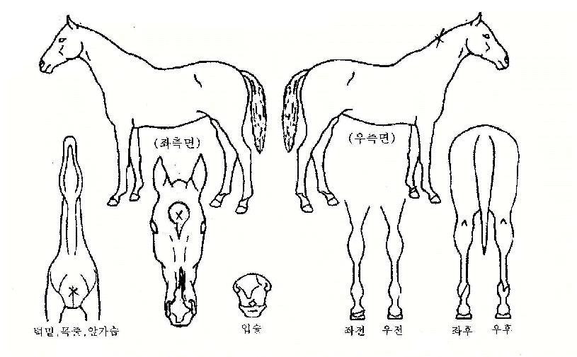¶ó½ºÆ®¿øÀÇ Ãø¸é,¿ì¸é,µÞ¸é,µÎ»ó,´Ù¸®ÀÇ Æ¯Â¡µµÇØ