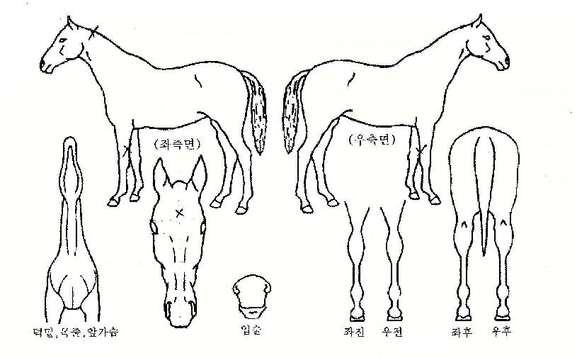 �ȹ̾��� ����,���,�޸�,�λ�,�ٸ��� Ư¡����