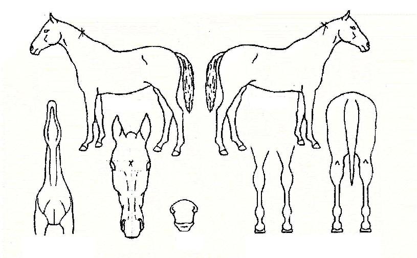 ¼öÆÛ·çŰÀÇ Ãø¸é,¿ì¸é,µÞ¸é,µÎ»ó,´Ù¸®ÀÇ Æ¯Â¡µµÇØ