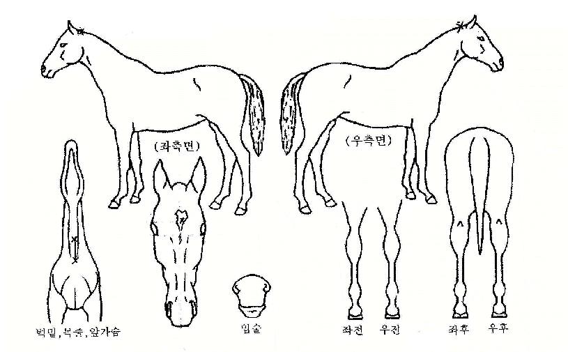 ���Ʈ��Ƽ�������ڸ��� ����,���,�޸�,�λ�,�ٸ��� Ư¡����