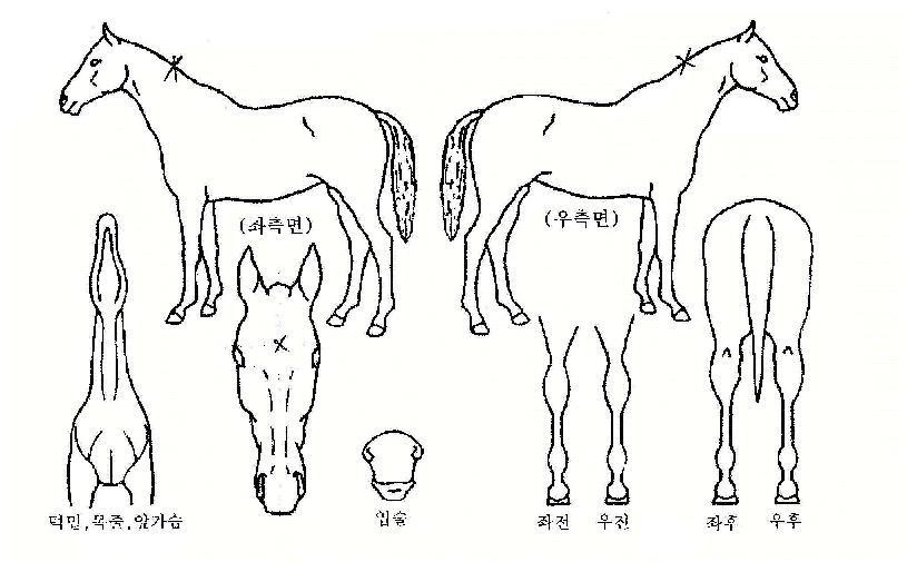 ÀÛÀü°³½ÃÀÇ Ãø¸é,¿ì¸é,µÞ¸é,µÎ»ó,´Ù¸®ÀÇ Æ¯Â¡µµÇØ