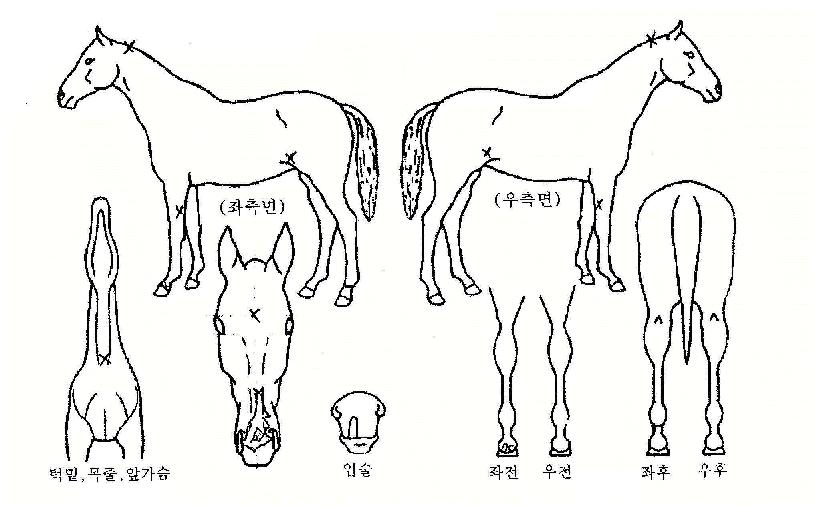 Çϴÿµ¿õÀÇ Ãø¸é,¿ì¸é,µÞ¸é,µÎ»ó,´Ù¸®ÀÇ Æ¯Â¡µµÇØ
