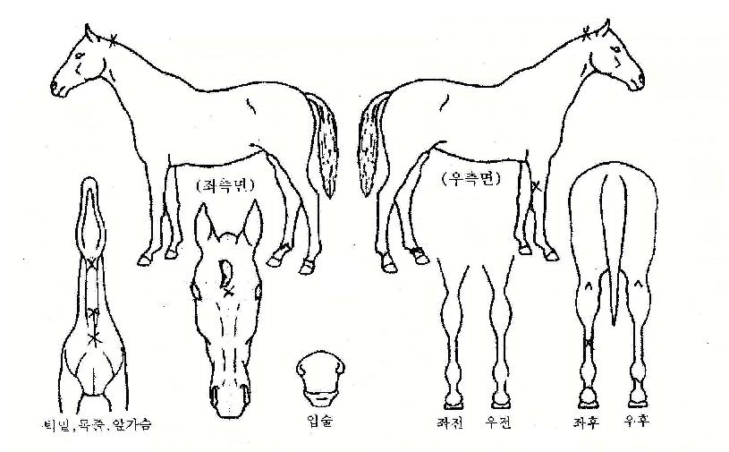 õȲ¼ºÀÇ Ãø¸é,¿ì¸é,µÞ¸é,µÎ»ó,´Ù¸®ÀÇ Æ¯Â¡µµÇØ