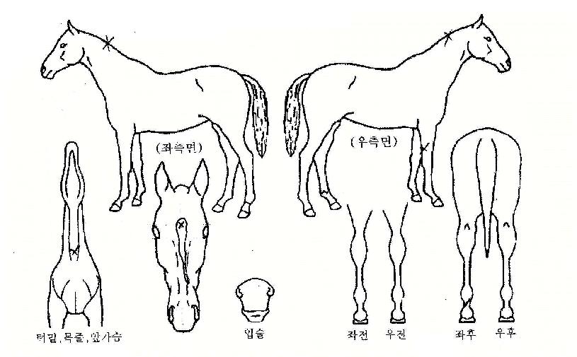 Å·¿¡¹öÀÇ Ãø¸é,¿ì¸é,µÞ¸é,µÎ»ó,´Ù¸®ÀÇ Æ¯Â¡µµÇØ