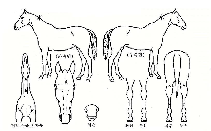 ���÷����� ����,���,�޸�,�λ�,�ٸ��� Ư¡����