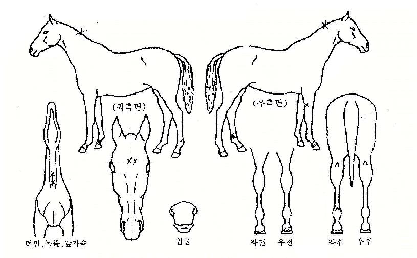 ¹é·Ã»çÀÇ Ãø¸é,¿ì¸é,µÞ¸é,µÎ»ó,´Ù¸®ÀÇ Æ¯Â¡µµÇØ