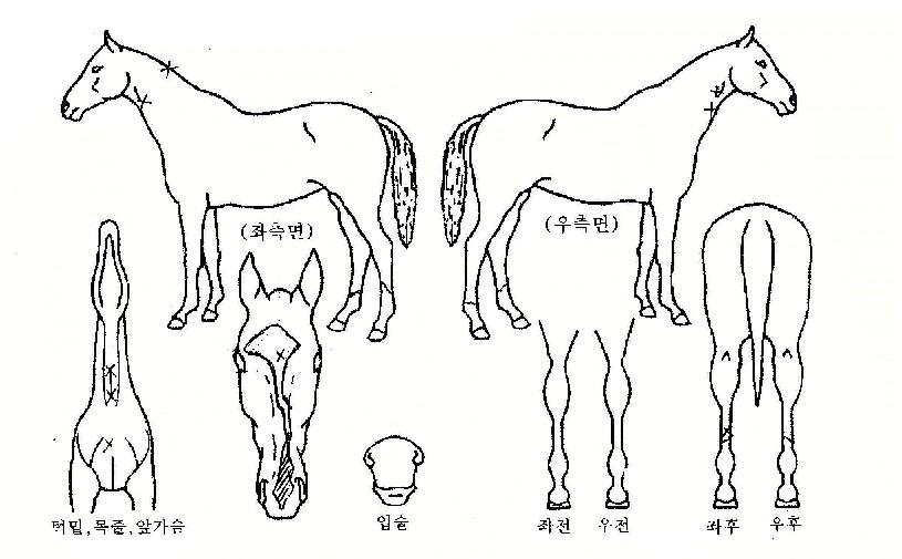 ¸ÅÁ÷½ºÇǵåÀÇ Ãø¸é,¿ì¸é,µÞ¸é,µÎ»ó,´Ù¸®ÀÇ Æ¯Â¡µµÇØ
