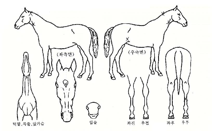 õ�յ����� ����,���,�޸�,�λ�,�ٸ��� Ư¡����