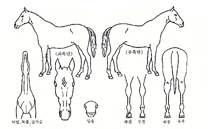 ��������� ����,���,�޸�,�λ�,�ٸ��� Ư¡����