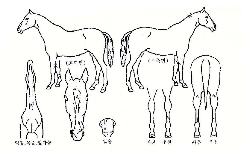 Ű³ª¹ß·çÀÇ Ãø¸é,¿ì¸é,µÞ¸é,µÎ»ó,´Ù¸®ÀÇ Æ¯Â¡µµÇØ