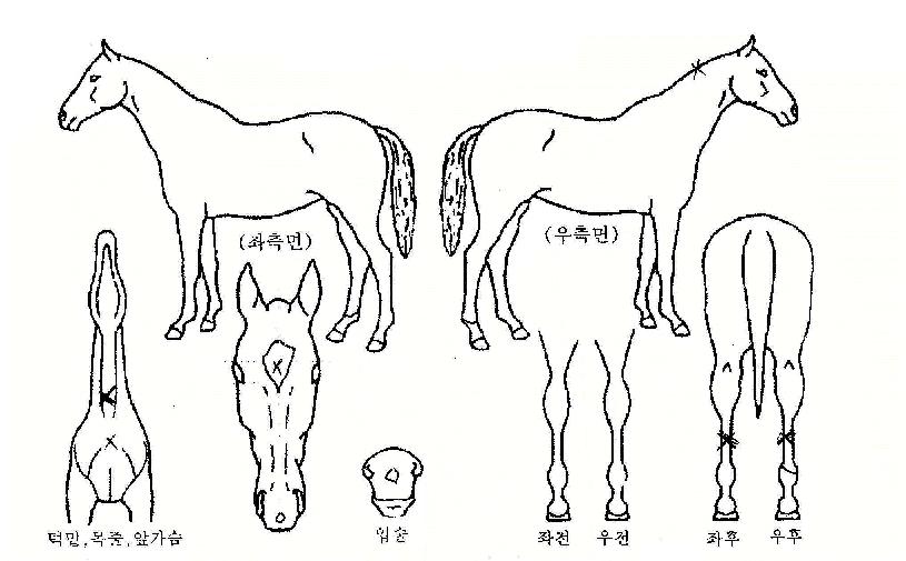 ¿øÅõÆÝÄ¡ÀÇ Ãø¸é,¿ì¸é,µÞ¸é,µÎ»ó,´Ù¸®ÀÇ Æ¯Â¡µµÇØ