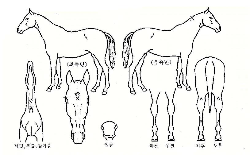 ȲÁ¦ÀÇÁ¦±¹ÀÇ Ãø¸é,¿ì¸é,µÞ¸é,µÎ»ó,´Ù¸®ÀÇ Æ¯Â¡µµÇØ