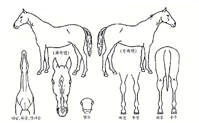 �����̿��� ����,���,�޸�,�λ�,�ٸ��� Ư¡����