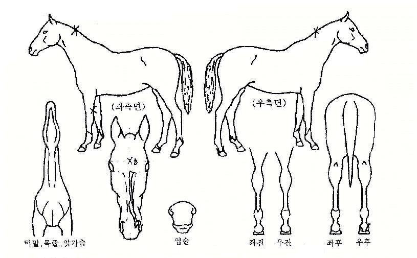 µ¿Çعٶ÷ÀÇ Ãø¸é,¿ì¸é,µÞ¸é,µÎ»ó,´Ù¸®ÀÇ Æ¯Â¡µµÇØ
