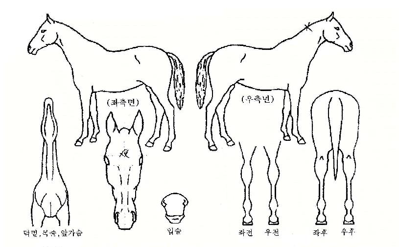 ������� ����,���,�޸�,�λ�,�ٸ��� Ư¡����