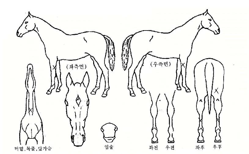 Ç׸𱺴ÜÀÇ Ãø¸é,¿ì¸é,µÞ¸é,µÎ»ó,´Ù¸®ÀÇ Æ¯Â¡µµÇØ