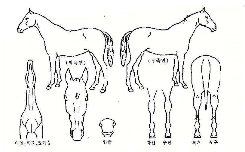 ������� ����,���,�޸�,�λ�,�ٸ��� Ư¡����