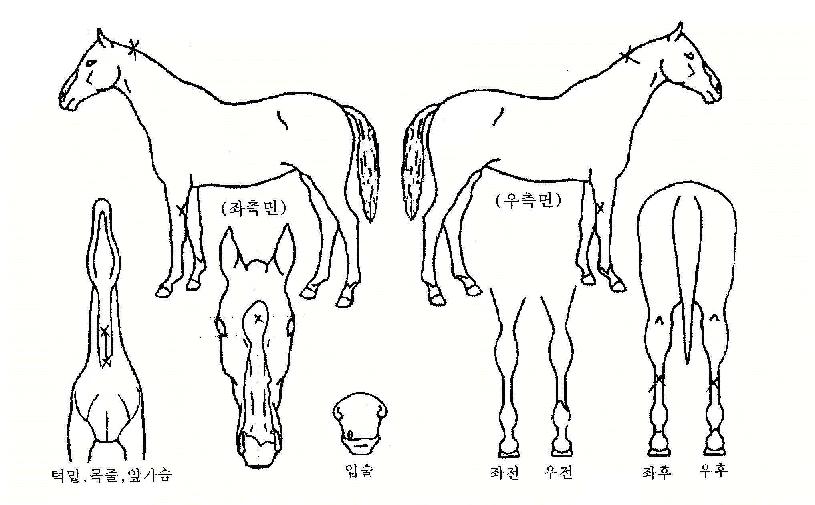 �������� ����,���,�޸�,�λ�,�ٸ��� Ư¡����