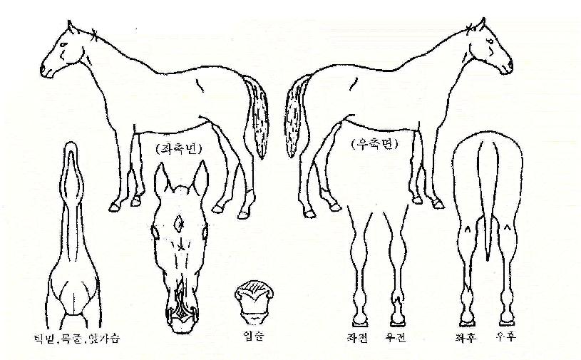 ����Ʈ����Ʈ�� ����,���,�޸�,�λ�,�ٸ��� Ư¡����