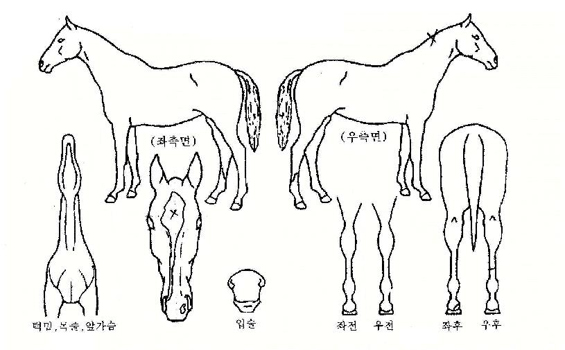 ½Ã¿ùµåÀÇ Ãø¸é,¿ì¸é,µÞ¸é,µÎ»ó,´Ù¸®ÀÇ Æ¯Â¡µµÇØ