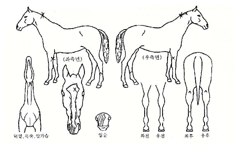 ������ȭ�� ����,���,�޸�,�λ�,�ٸ��� Ư¡����