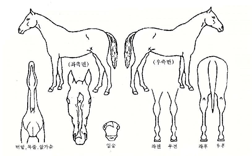 ���������� ����,���,�޸�,�λ�,�ٸ��� Ư¡����