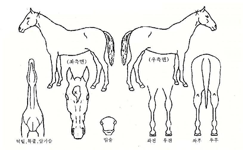 öÀå¹ÌÀÇ Ãø¸é,¿ì¸é,µÞ¸é,µÎ»ó,´Ù¸®ÀÇ Æ¯Â¡µµÇØ