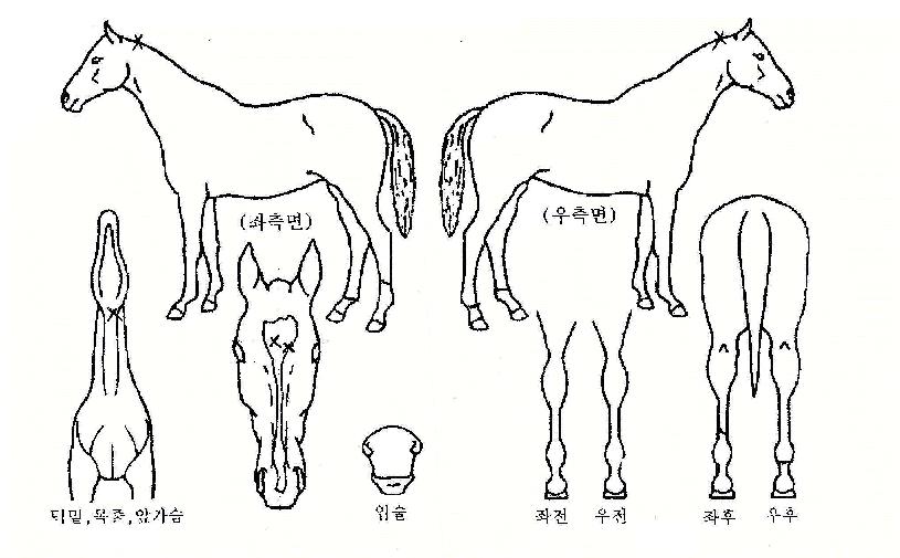 ������� ����,���,�޸�,�λ�,�ٸ��� Ư¡����