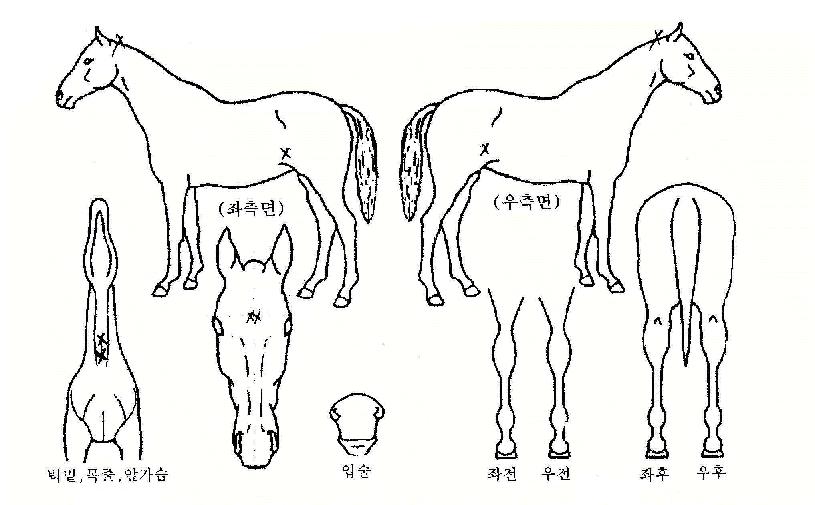 �׾��� ����,���,�޸�,�λ�,�ٸ��� Ư¡����