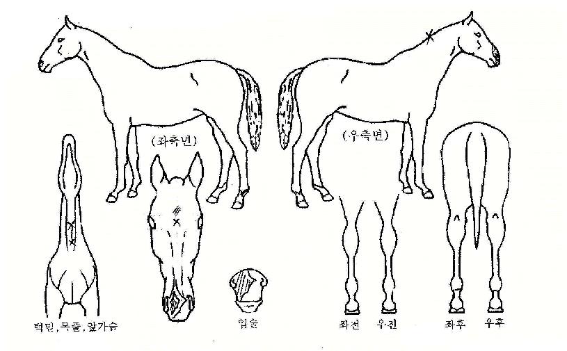 Ǫ¸¥º°ÀÇ Ãø¸é,¿ì¸é,µÞ¸é,µÎ»ó,´Ù¸®ÀÇ Æ¯Â¡µµÇØ