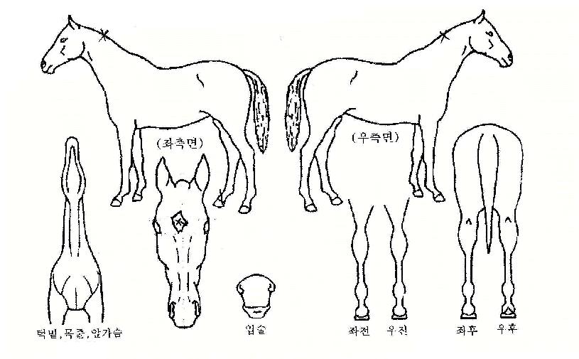 õÇϸí»êÀÇ Ãø¸é,¿ì¸é,µÞ¸é,µÎ»ó,´Ù¸®ÀÇ Æ¯Â¡µµÇØ