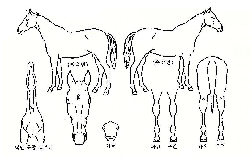 ÅÂÆò·ÎÀÇ Ãø¸é,¿ì¸é,µÞ¸é,µÎ»ó,´Ù¸®ÀÇ Æ¯Â¡µµÇØ