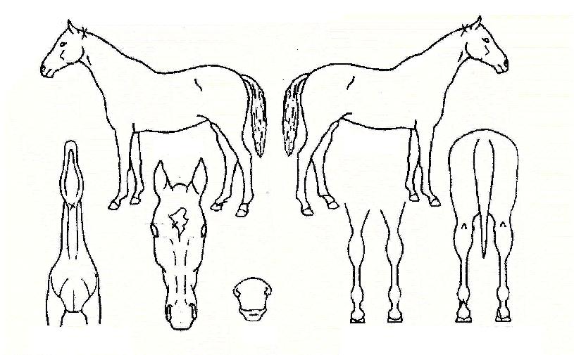 ¿µÈ¥ÀÇÃß¾ïÀÇ Ãø¸é,¿ì¸é,µÞ¸é,µÎ»ó,´Ù¸®ÀÇ Æ¯Â¡µµÇØ