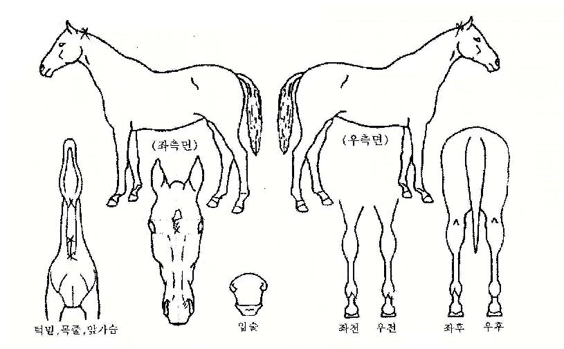 ƼÁ¦ÀÌ·£µåÀÇ Ãø¸é,¿ì¸é,µÞ¸é,µÎ»ó,´Ù¸®ÀÇ Æ¯Â¡µµÇØ