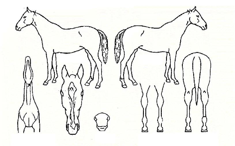 Âü´©¸®ÀÇ Ãø¸é,¿ì¸é,µÞ¸é,µÎ»ó,´Ù¸®ÀÇ Æ¯Â¡µµÇØ