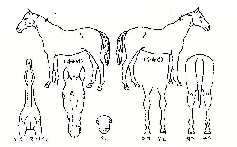 °¡¶ûÀÇ Ãø¸é,¿ì¸é,µÞ¸é,µÎ»ó,´Ù¸®ÀÇ Æ¯Â¡µµÇØ