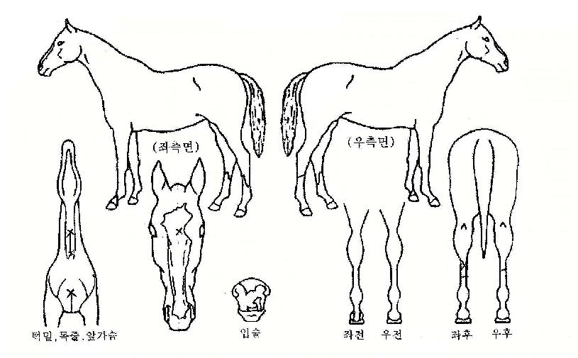 ��õ�� ����,���,�޸�,�λ�,�ٸ��� Ư¡����